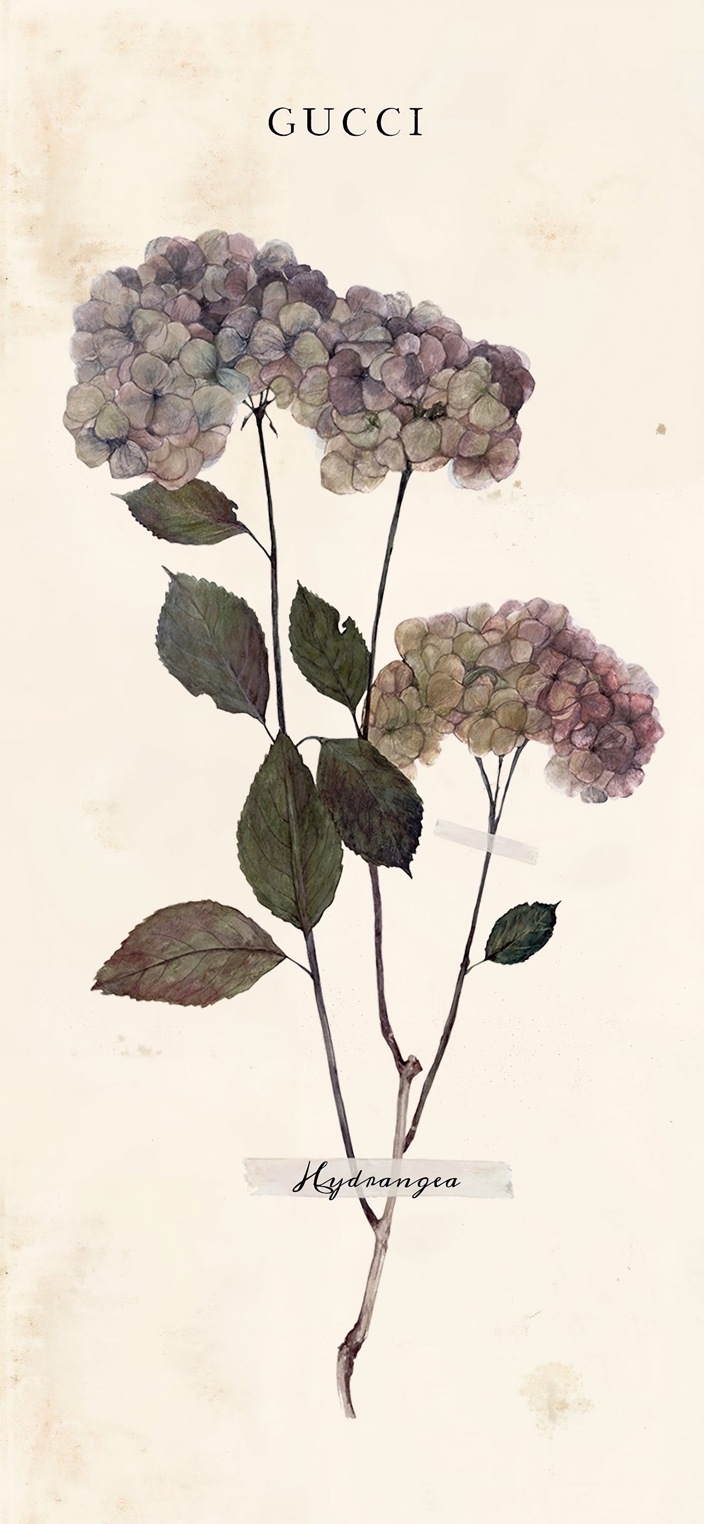Minimalist Floral Hydrangea Pressed Canvas Set